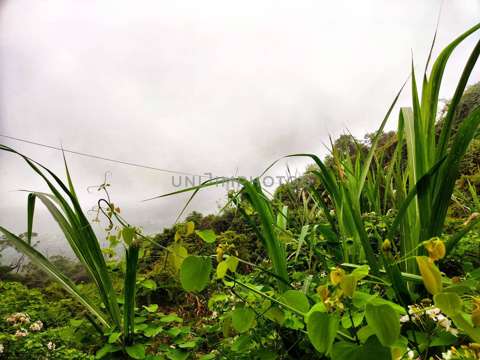 Lush green plants and rocks are visible as fog envelops the landscape, creating a tranquil atmosphere in the early morning hours.