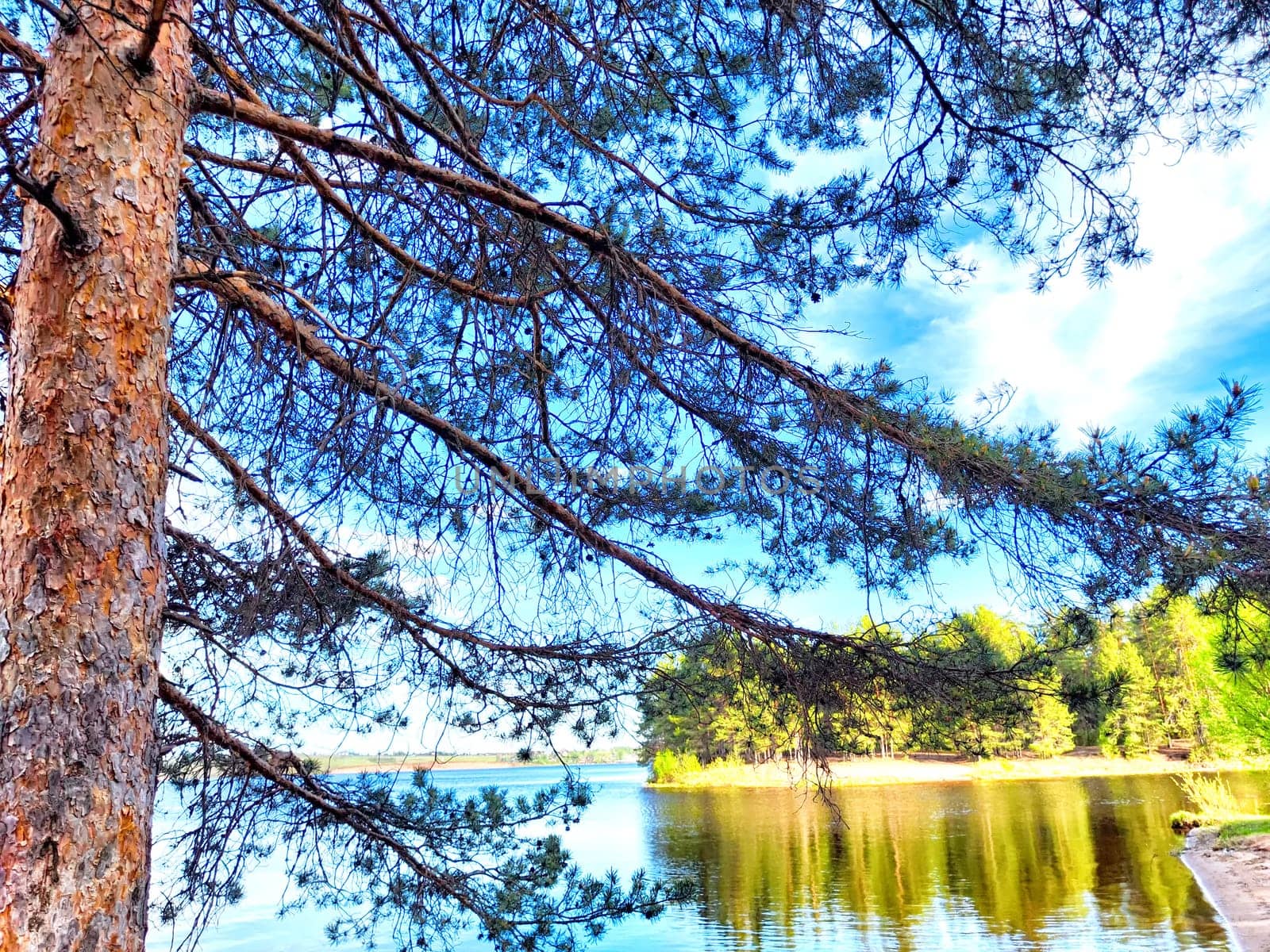 A serene lakeside landscape featuring tall pine trees and calm water reflecting the blue sky.