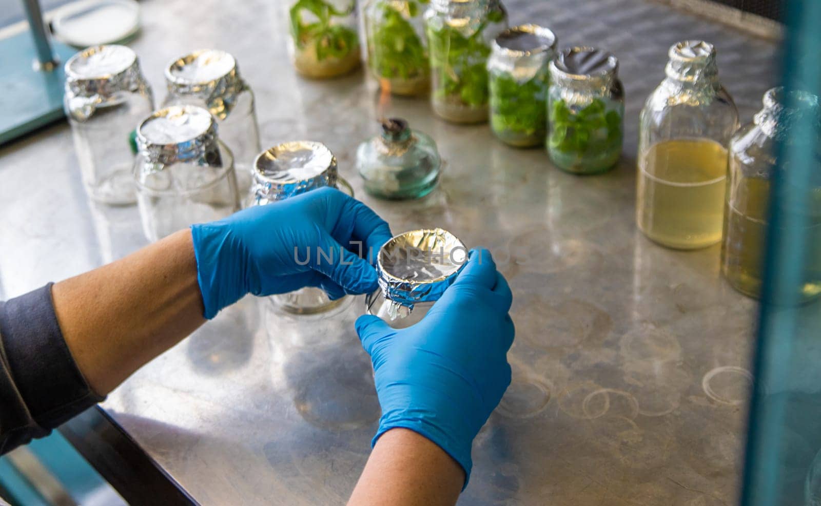 laboratory jars with plants. Selective focus. People.