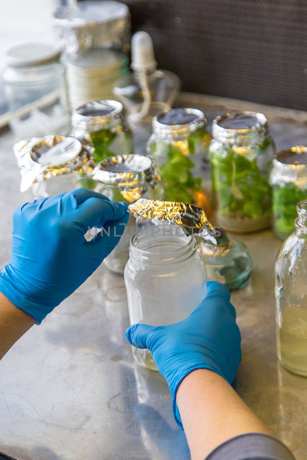laboratory jars with plants. Selective focus. People.
