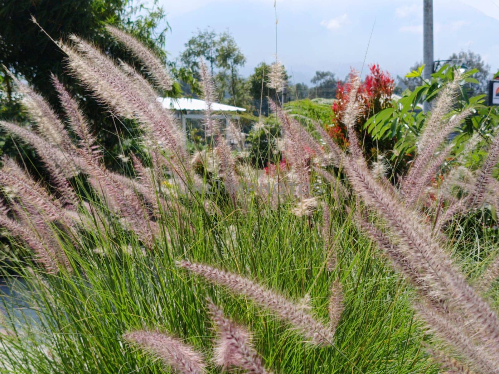 A close-up view of ornamental grass gently swaying in a breeze, showcasing its delicate, feathery texture. The natural greenery creates a serene and calming outdoor atmosphere.