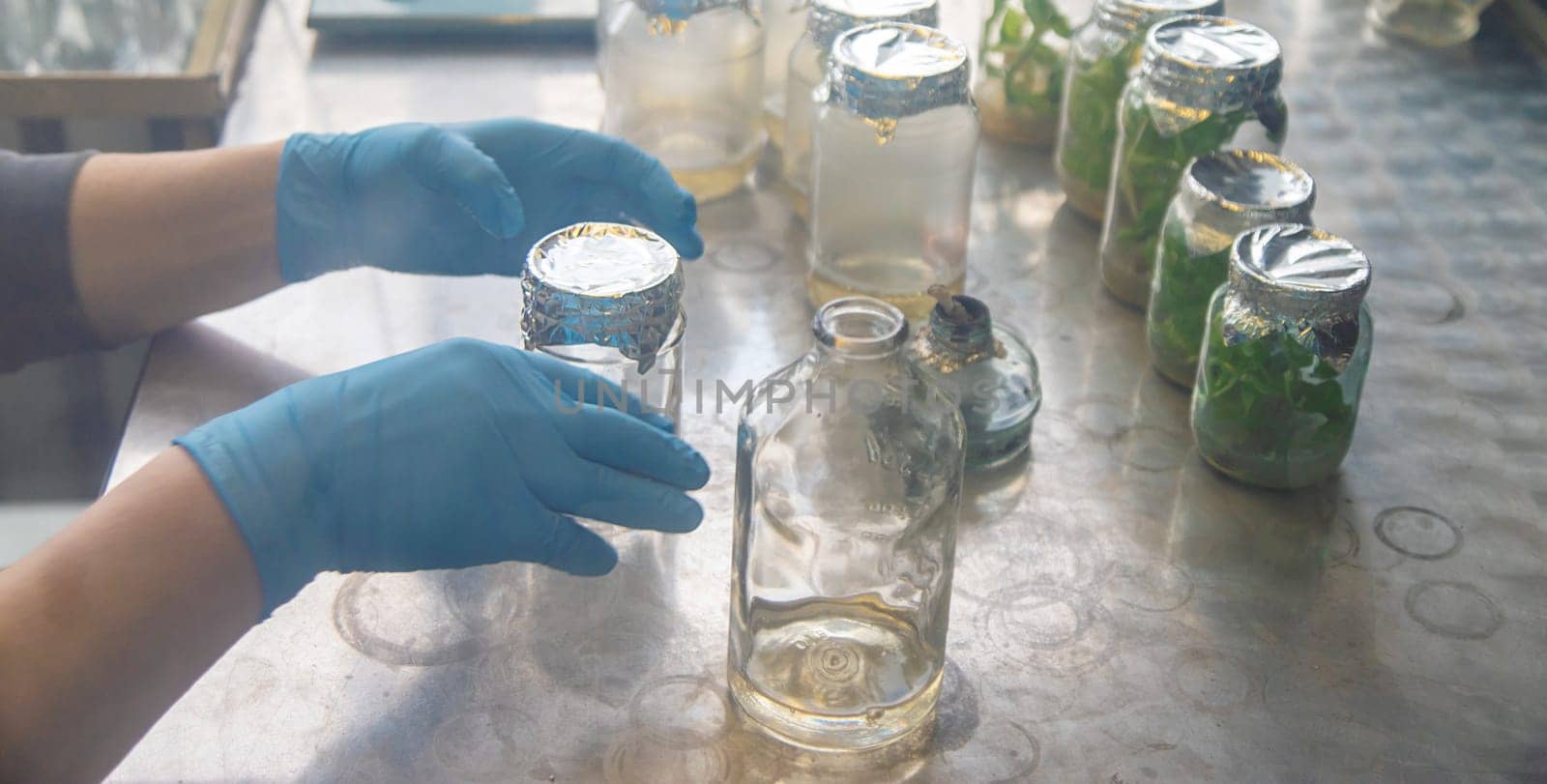 laboratory jars with plants. Selective focus. People.