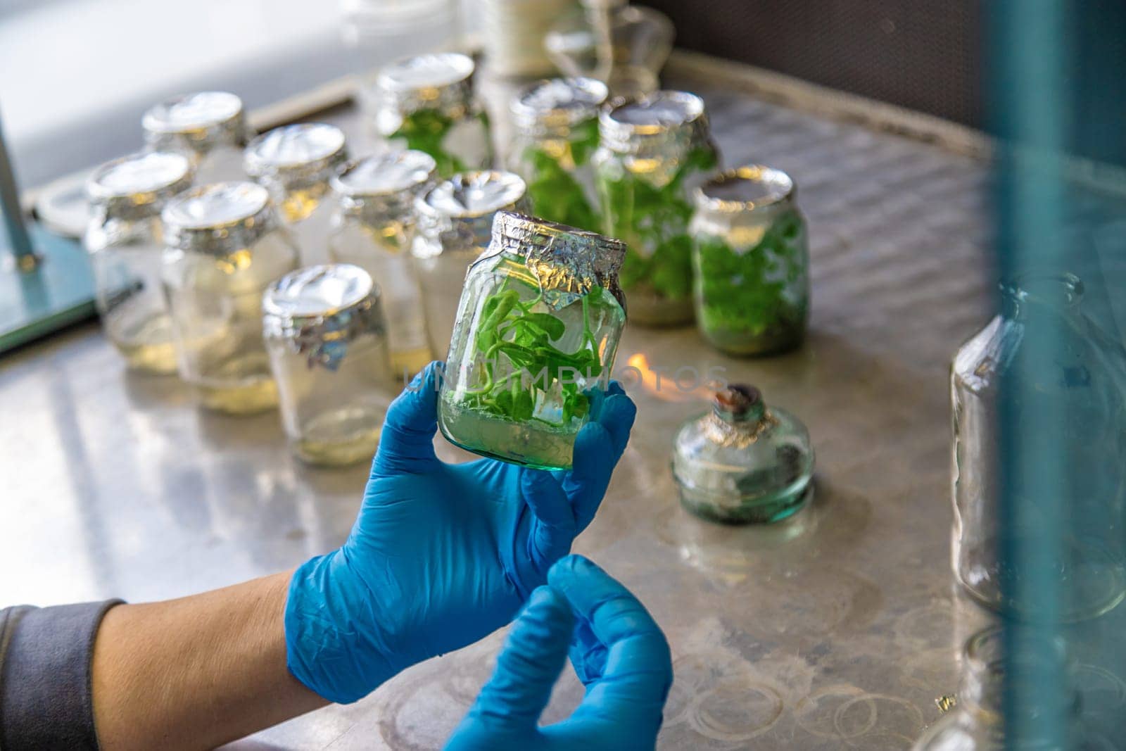 laboratory jars with plants. Selective focus. People.