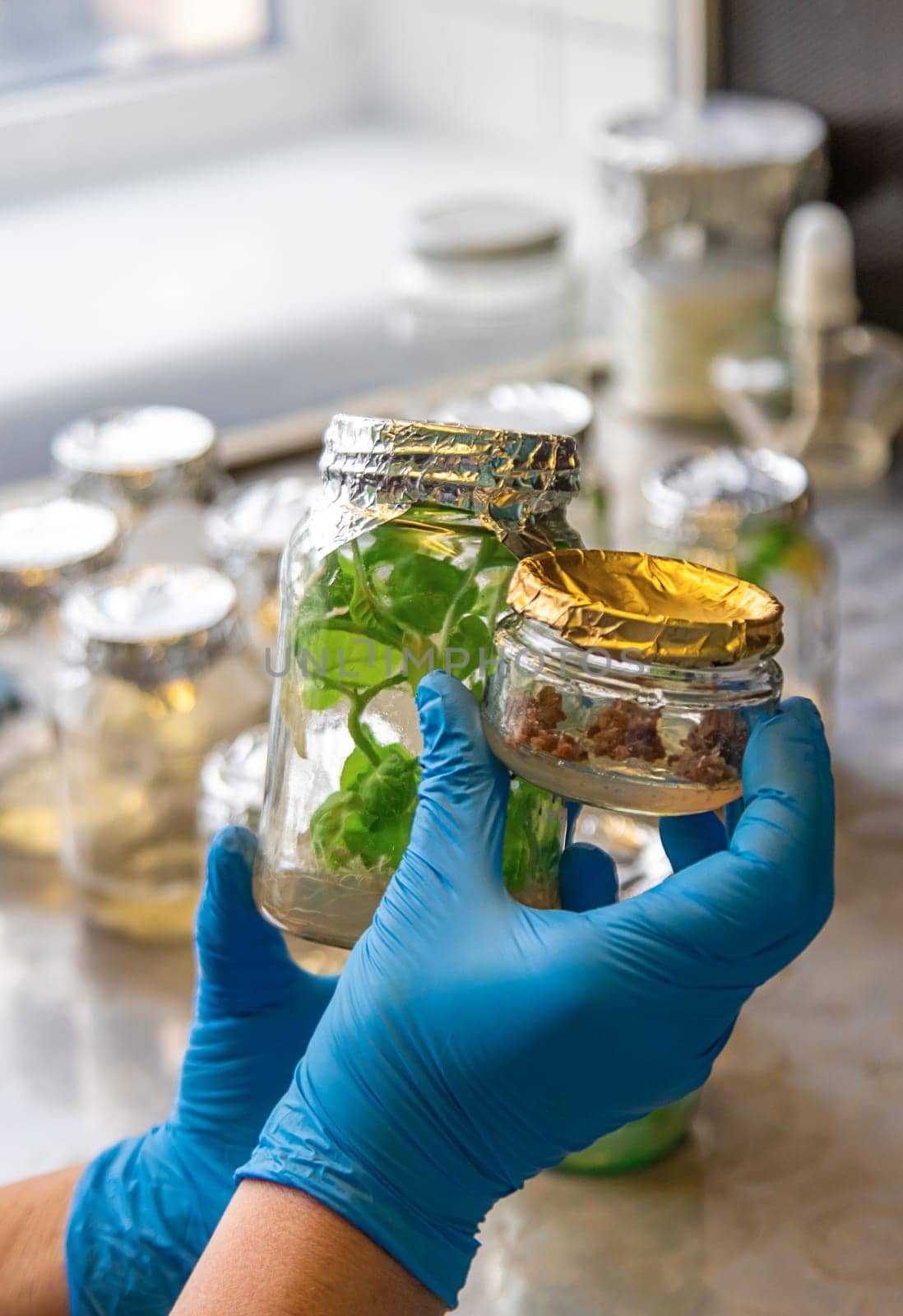 laboratory jars with plants. Selective focus. People.
