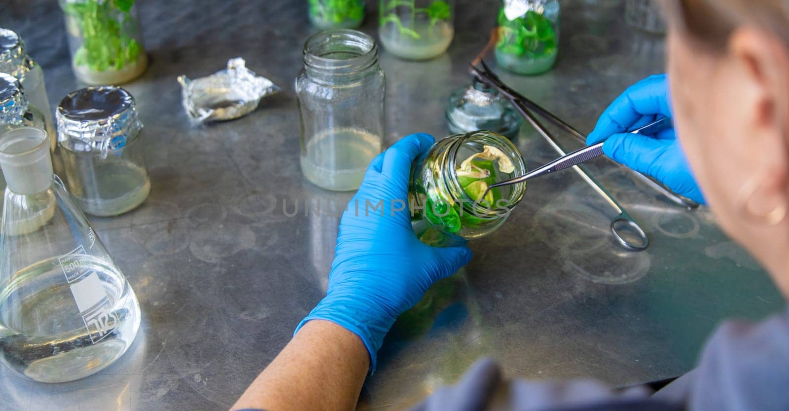 laboratory jars with plants. Selective focus. People.
