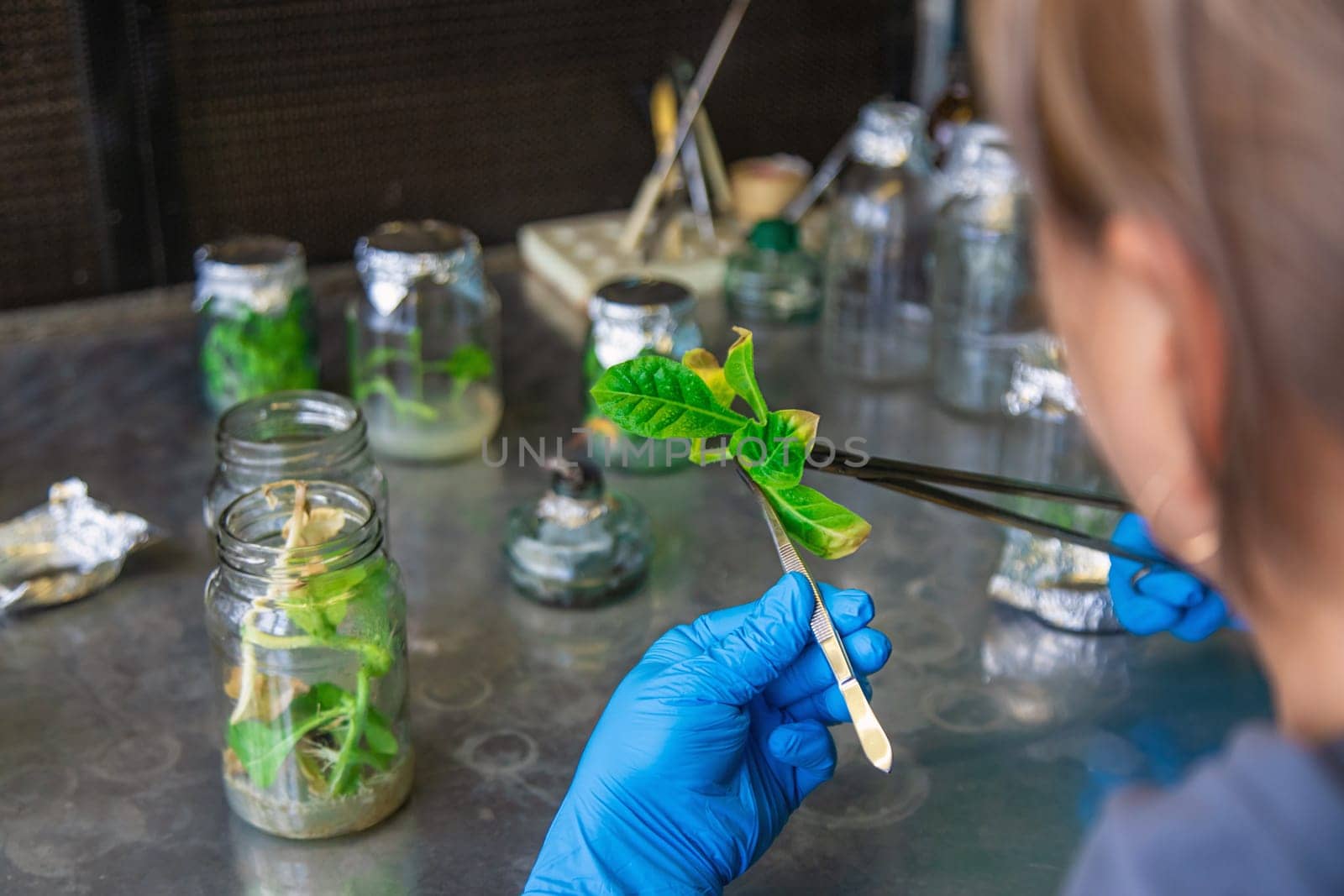 laboratory jars with plants. Selective focus. People.
