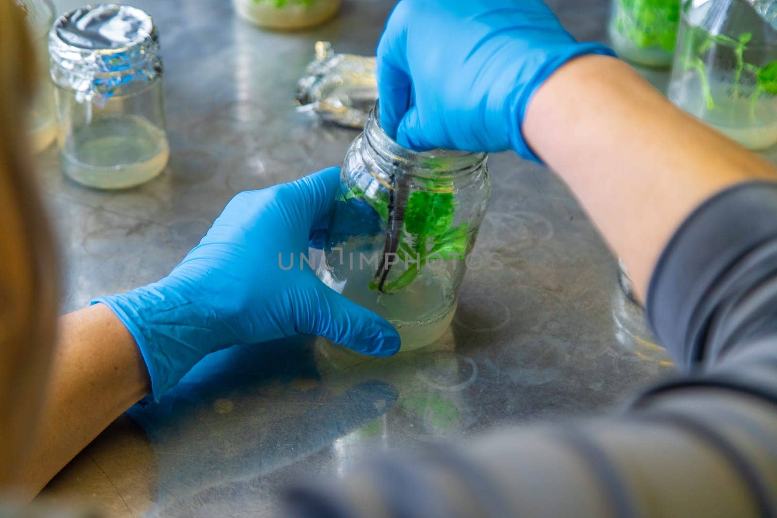 laboratory jars with plants. Selective focus. People.