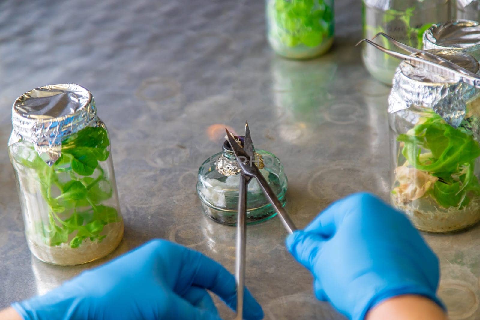 laboratory jars with plants. Selective focus. People.