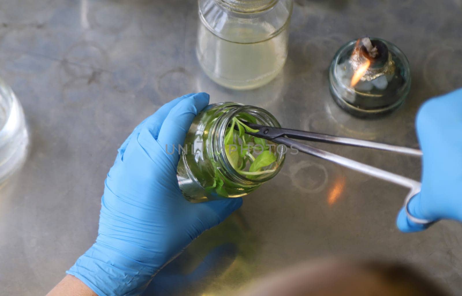 laboratory jars with plants. Selective focus. People.