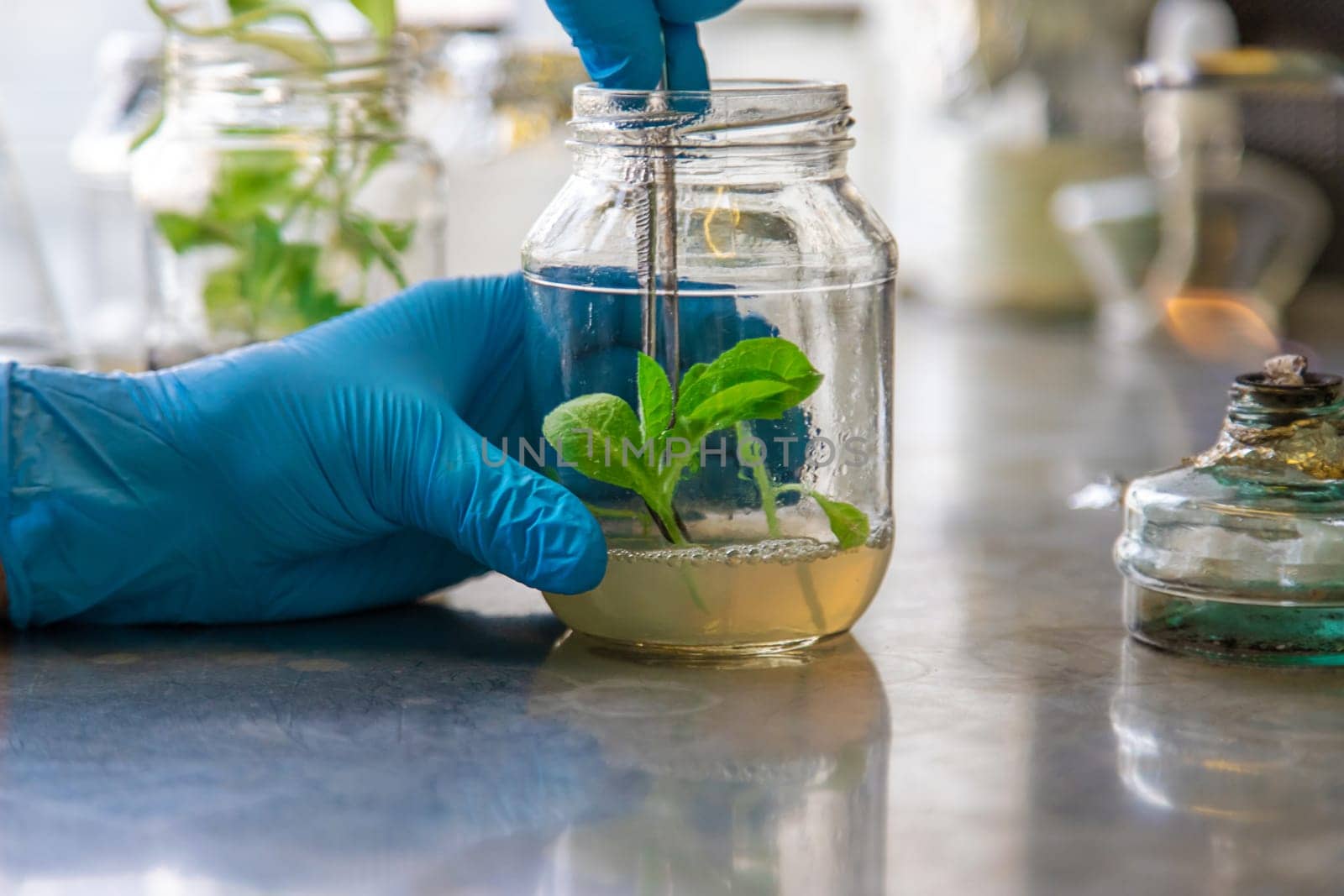 laboratory jars with plants. Selective focus. People.