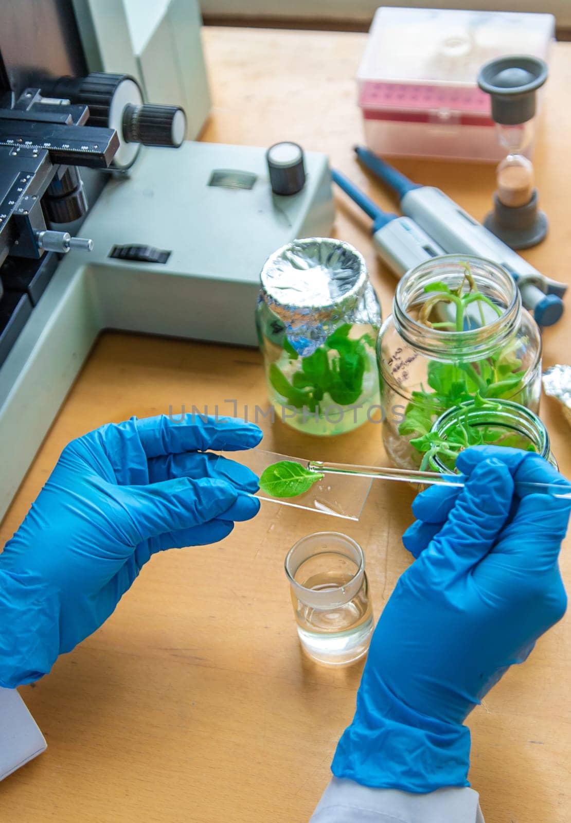 Examine in the laboratory under a microscope. Selective focus. medicine.