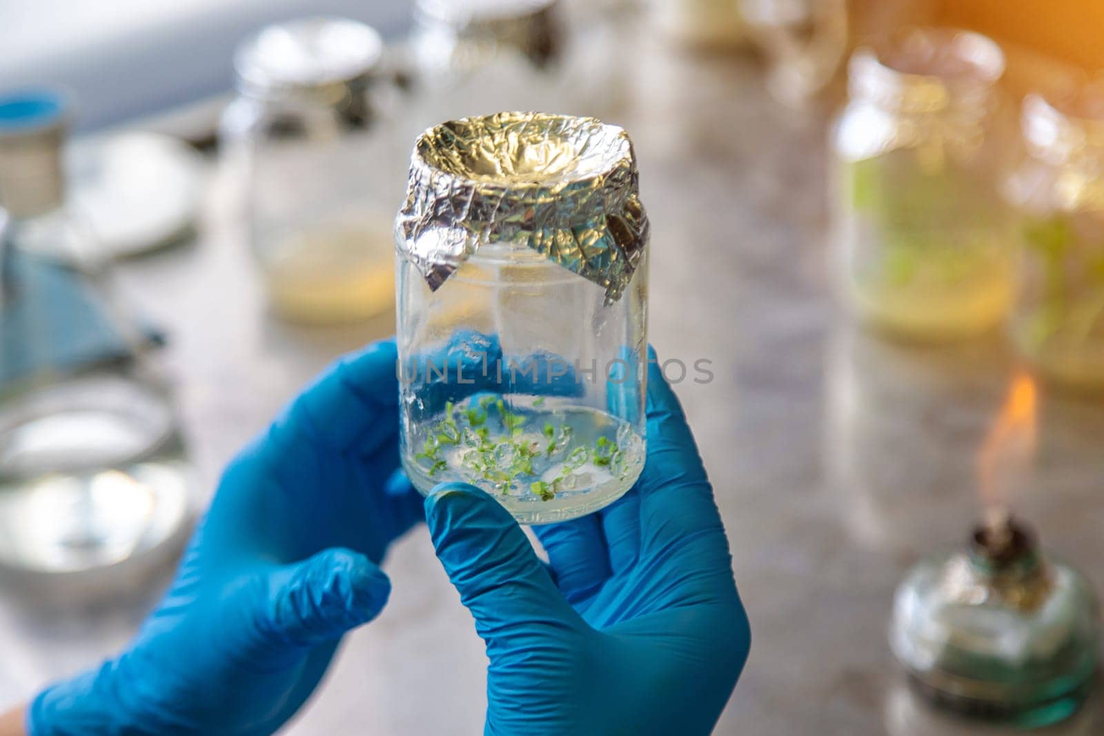 laboratory jars with plants. Selective focus. People.