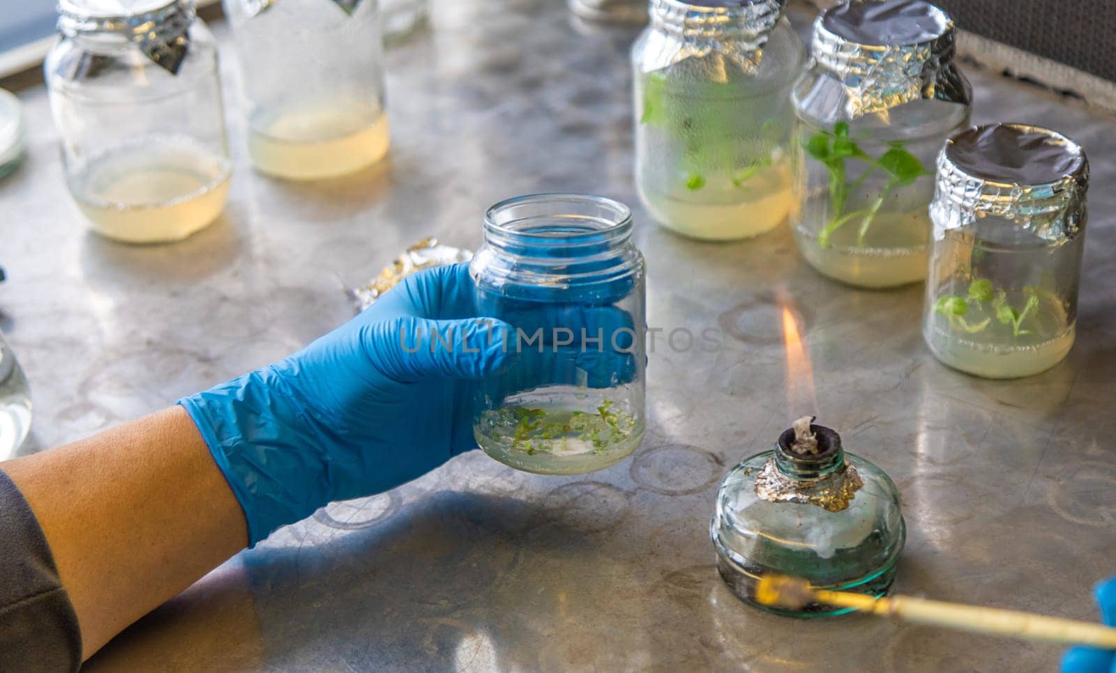 laboratory jars with plants. Selective focus. People.