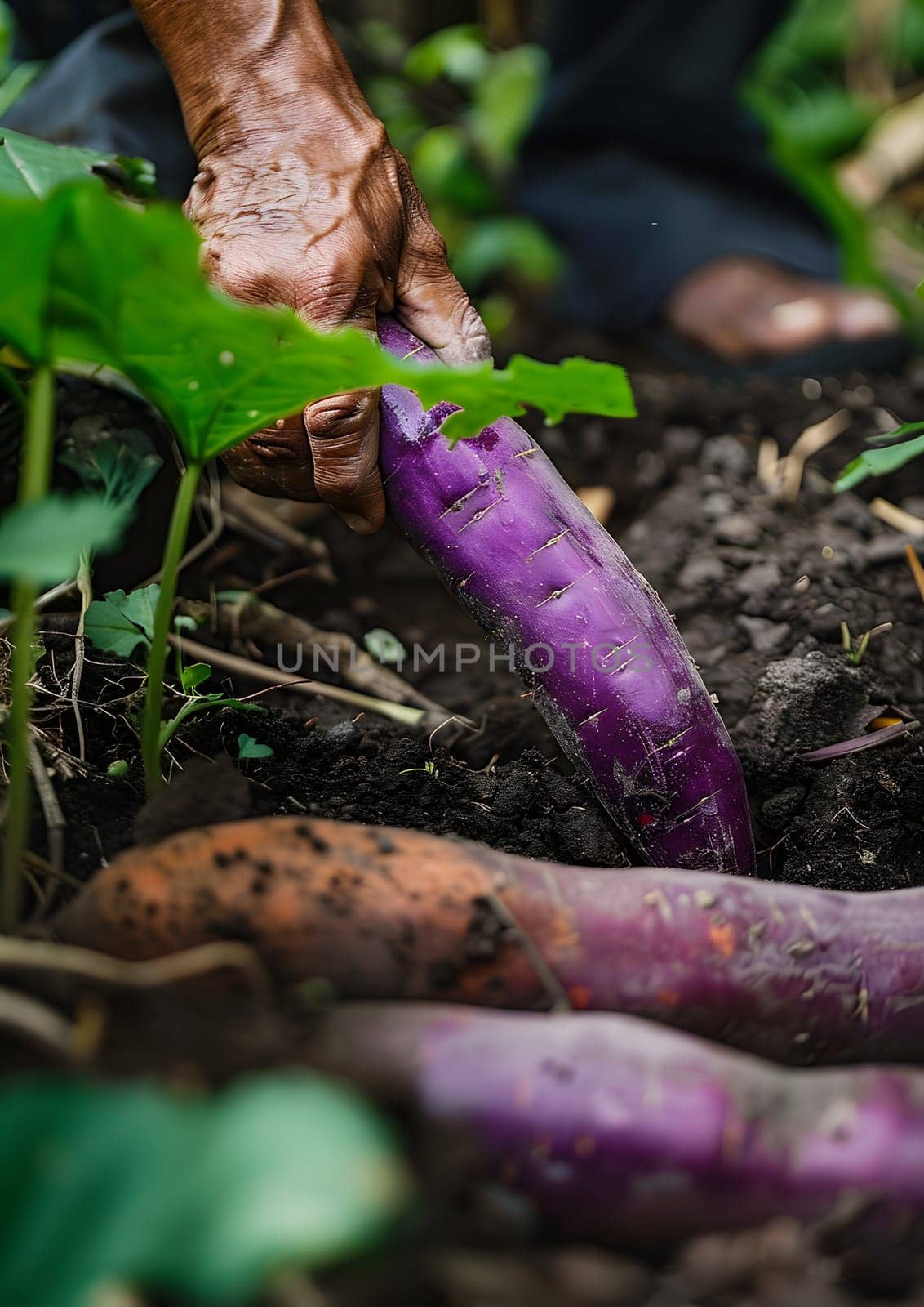 Hands carefully picking ripe purple sweet potatoes from the rich garden soil