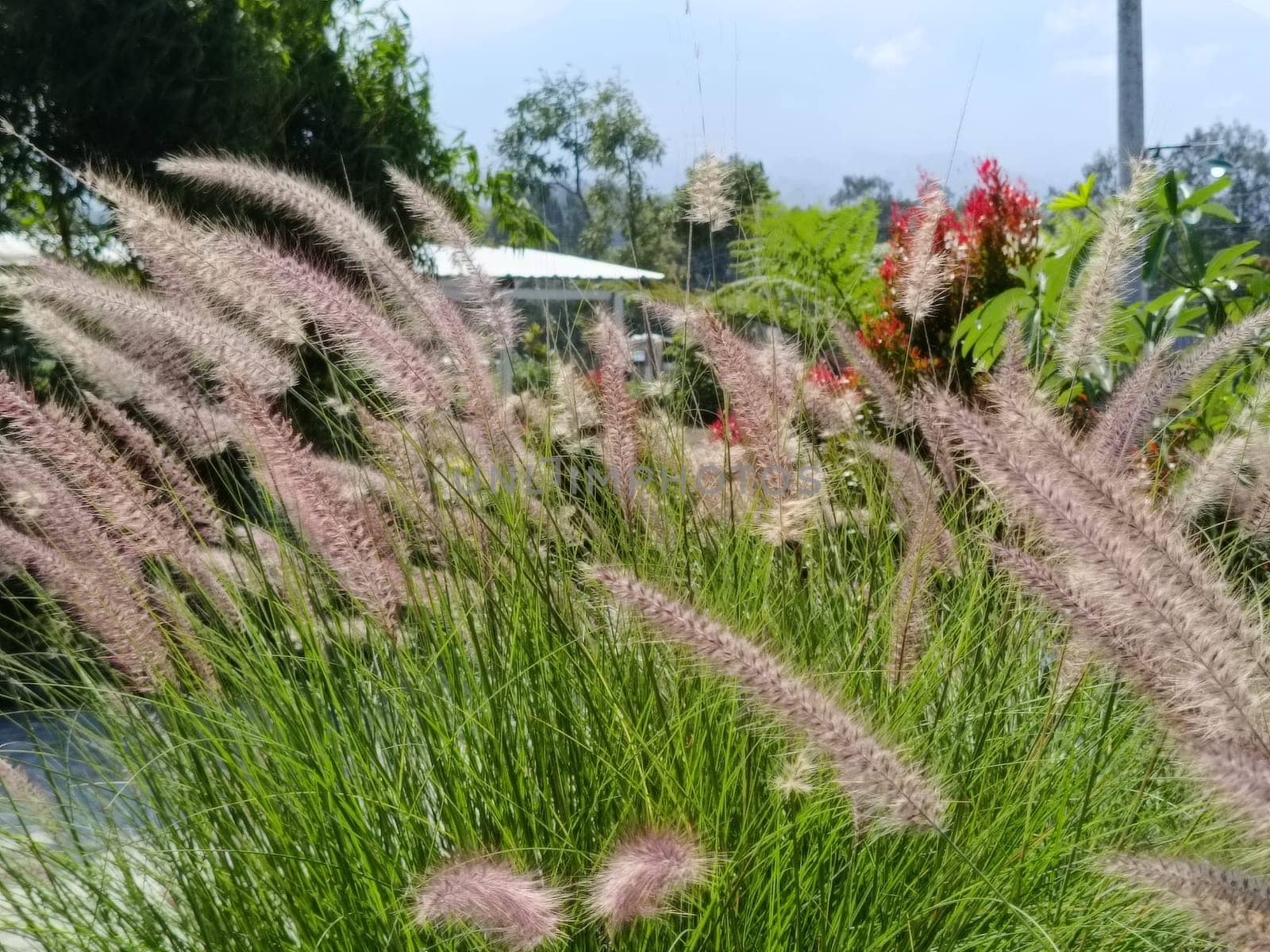 A close-up view of ornamental grass gently swaying in a breeze, showcasing its delicate, feathery texture. The natural greenery creates a serene and calming outdoor atmosphere.