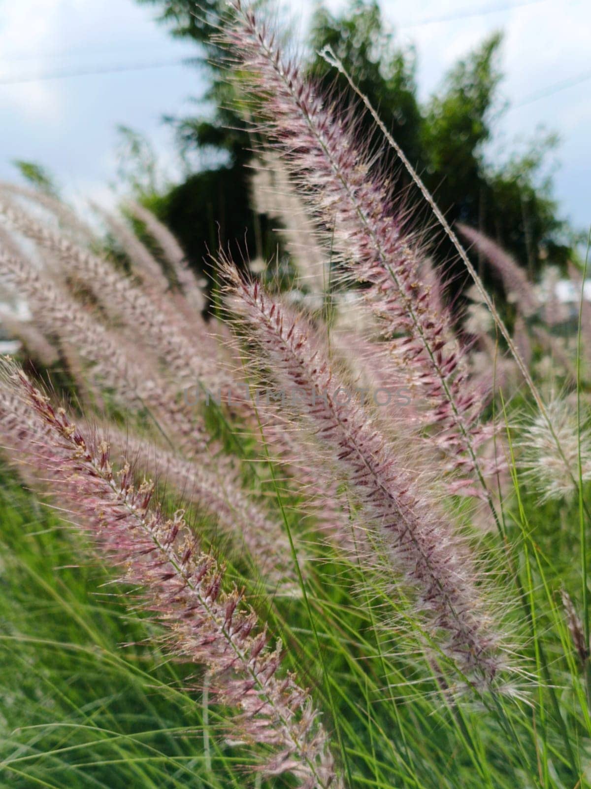 A close-up view of ornamental grass gently swaying in a breeze, showcasing its delicate, feathery texture. The natural greenery creates a serene and calming outdoor atmosphere.