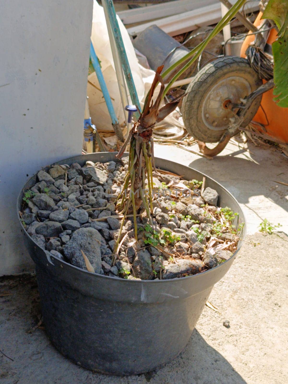 A black plastic pot holds a dry plant surrounded by small stones in an outdoor urban setting. Various garden tools and equipment are visible in the background.