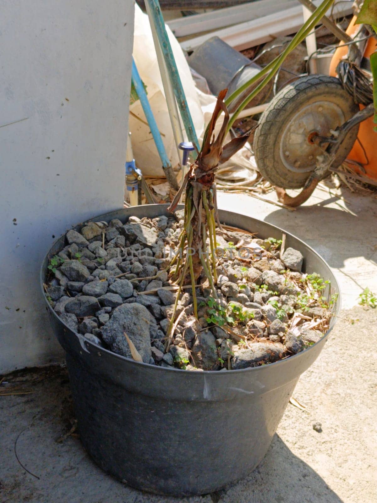 A black plastic pot holds a dry plant surrounded by small stones in an outdoor urban setting. Various garden tools and equipment are visible in the background.