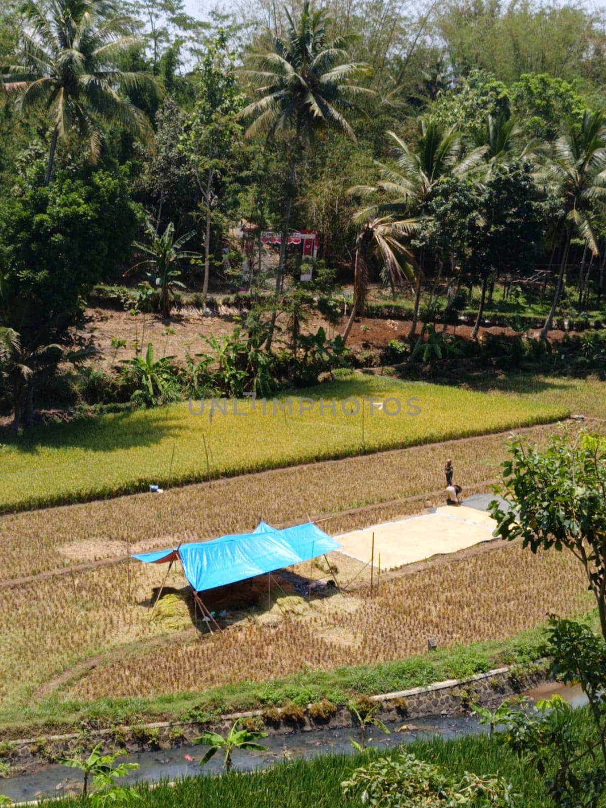 A blue tarp is set up in a field of rice. A man is standing in the field