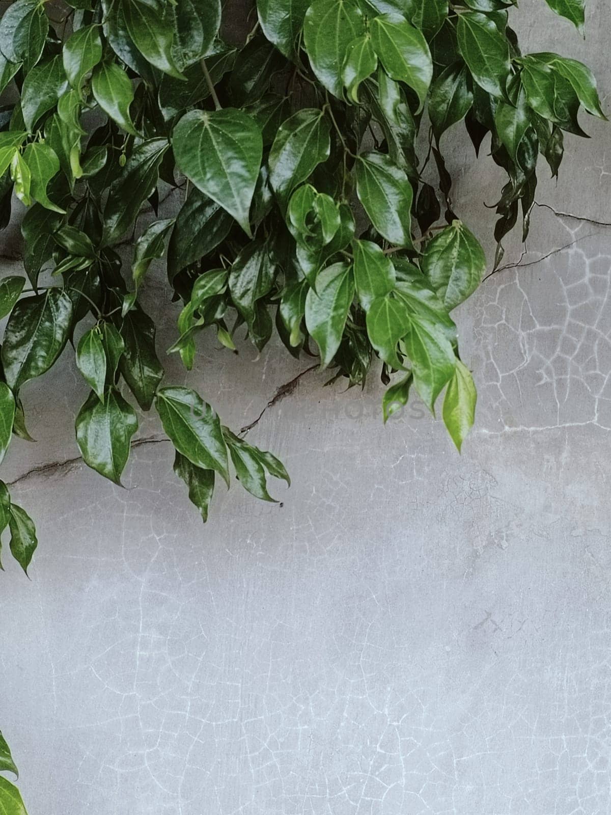 Vibrant green leaves cascade gracefully over a textured concrete wall, creating a serene and natural ambiance. Perfect for eco-themed projects or nature-inspired designs.