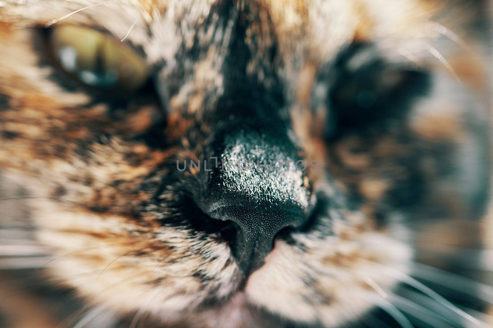 Close-up of black wet nose of a cat. Light woolen cheeks with a mustache. Pet in front of the camera. Adorable domestic animal. Pussycat with narrowed eyes. Macro photography.