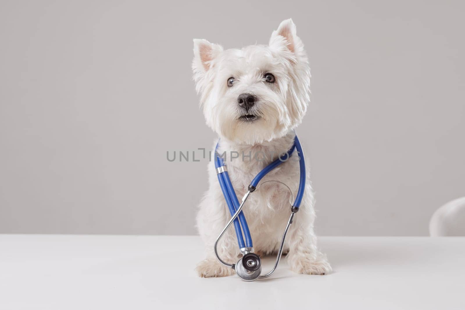 Portrait of white dog as doctor with stethoscope on clean white background, space for text, pet health