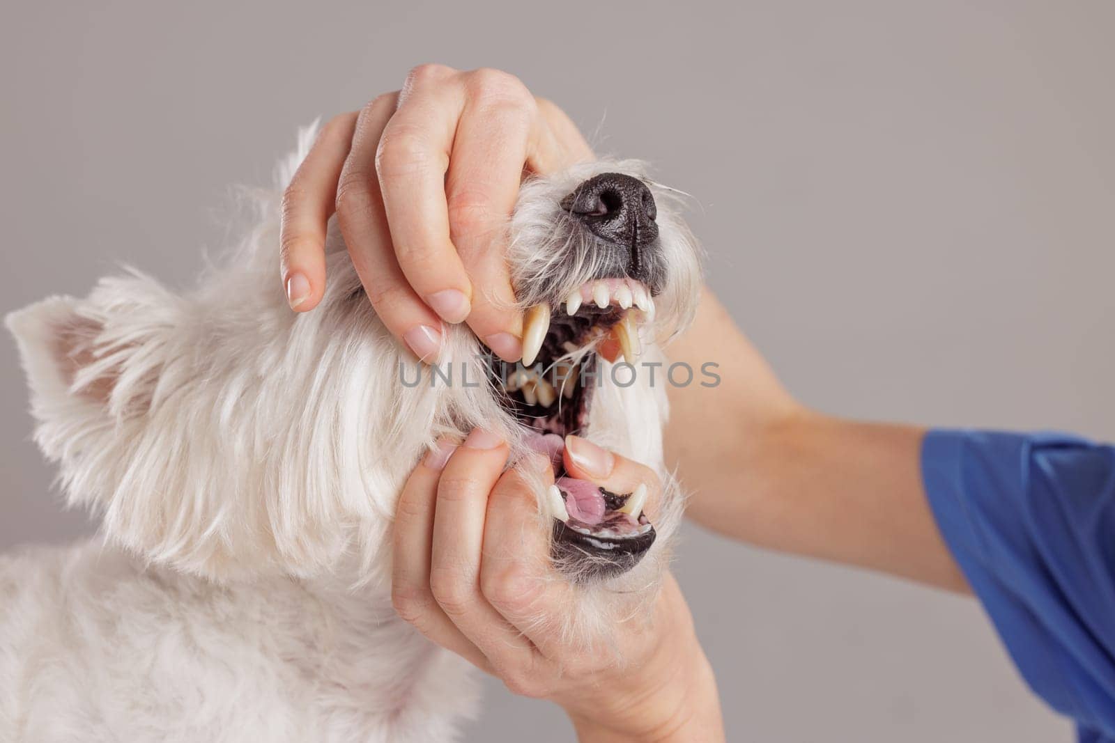 Female veterinarian examining the oral health of a West Highland White Terrier on a white background. The dog's owner brings her four-legged friend for a checkup