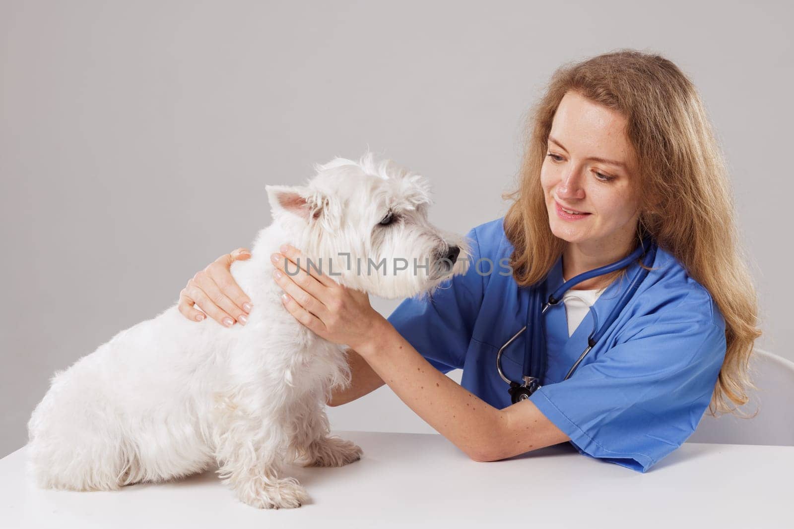 Beautiful Female Veterinarian Petting a Noble Dog West Highland White Terrier . Healthy pet being examined by happy caring doctor on white background