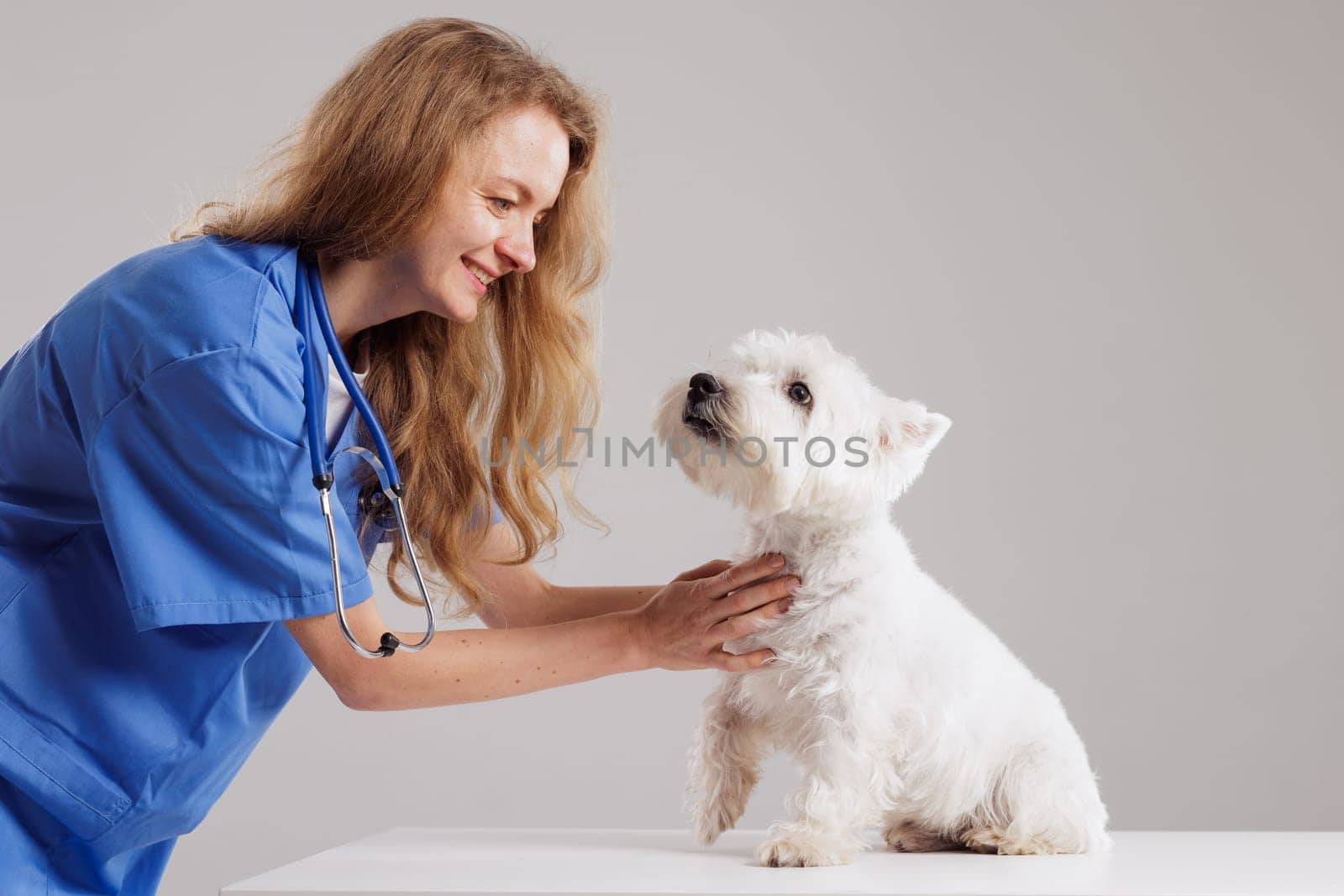 Beautiful Female Veterinarian Petting a Noble Dog West Highland White Terrier . Healthy pet being examined by happy caring doctor on white background