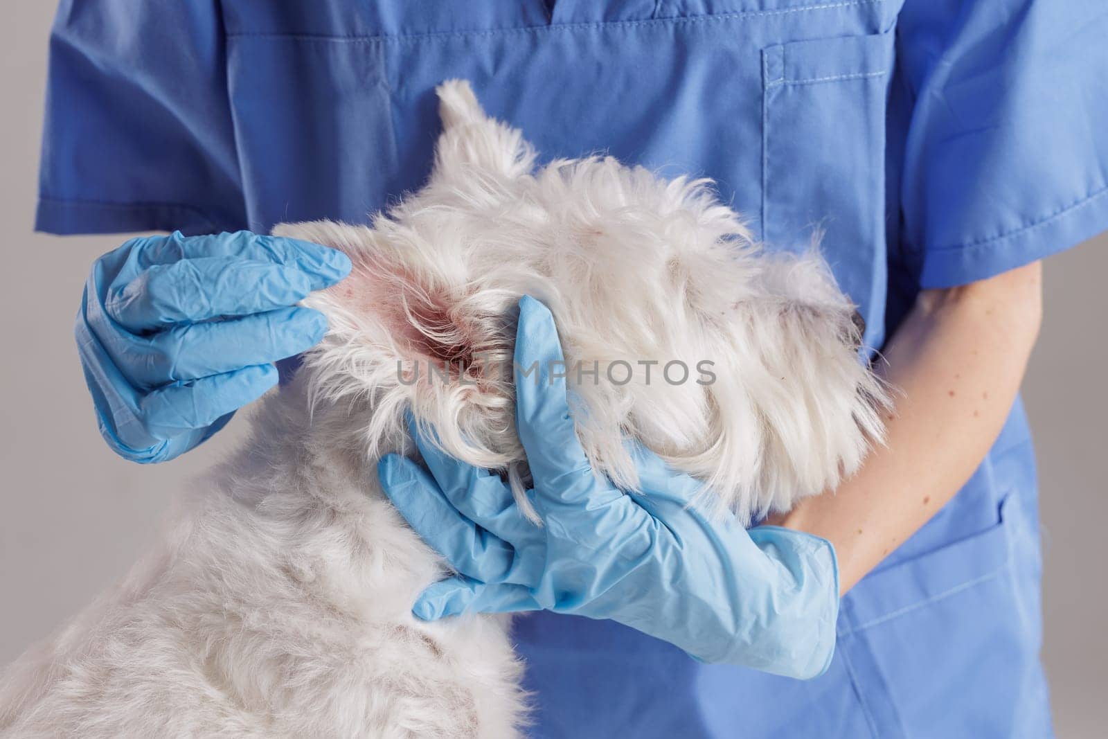 Young female veterinarian examining ear of West Highland White Terrier dog on white background, dog treatment