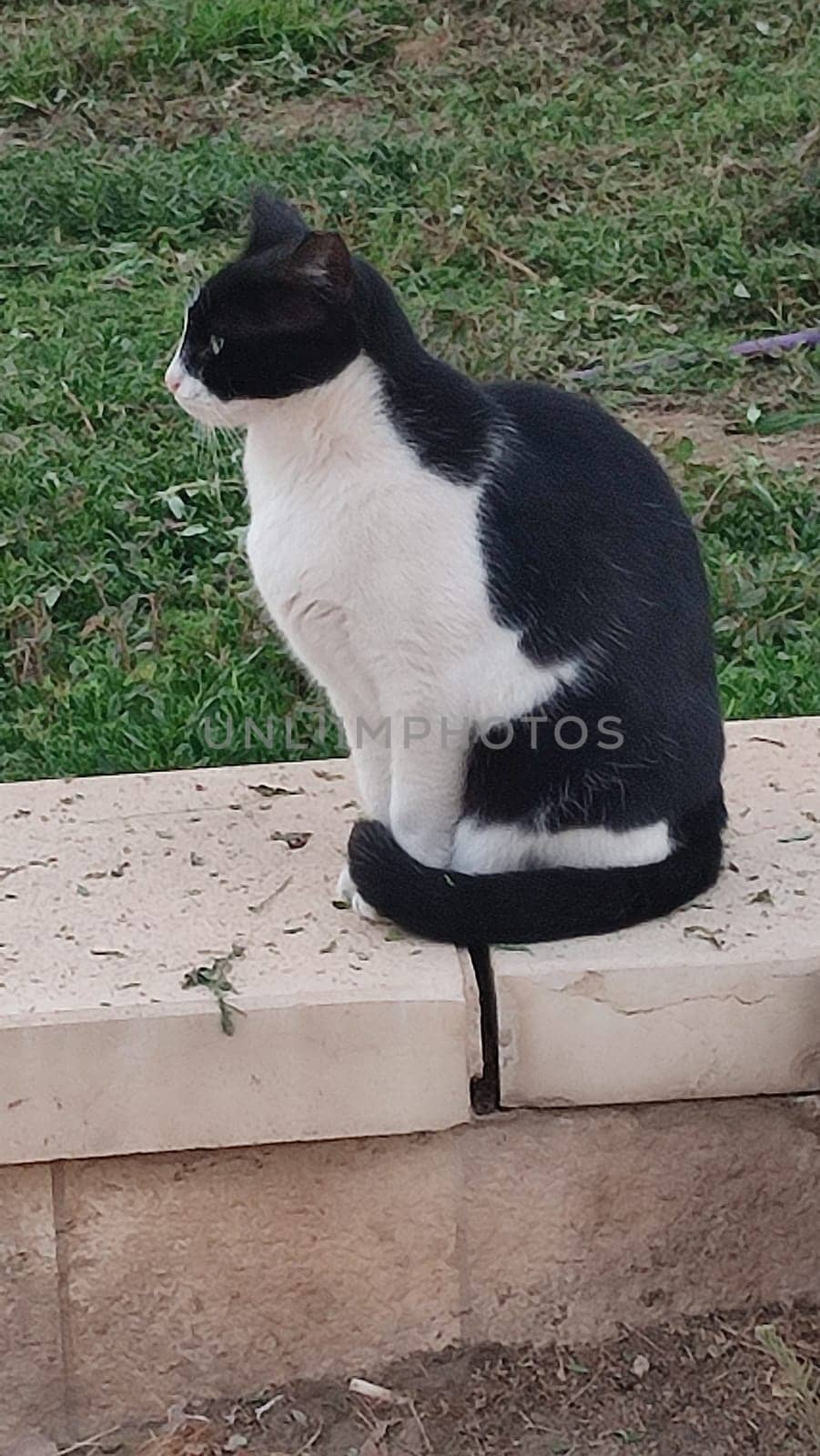 black cat portrait muzzle, animal, pet, cat breed, domestic animals. High quality photo