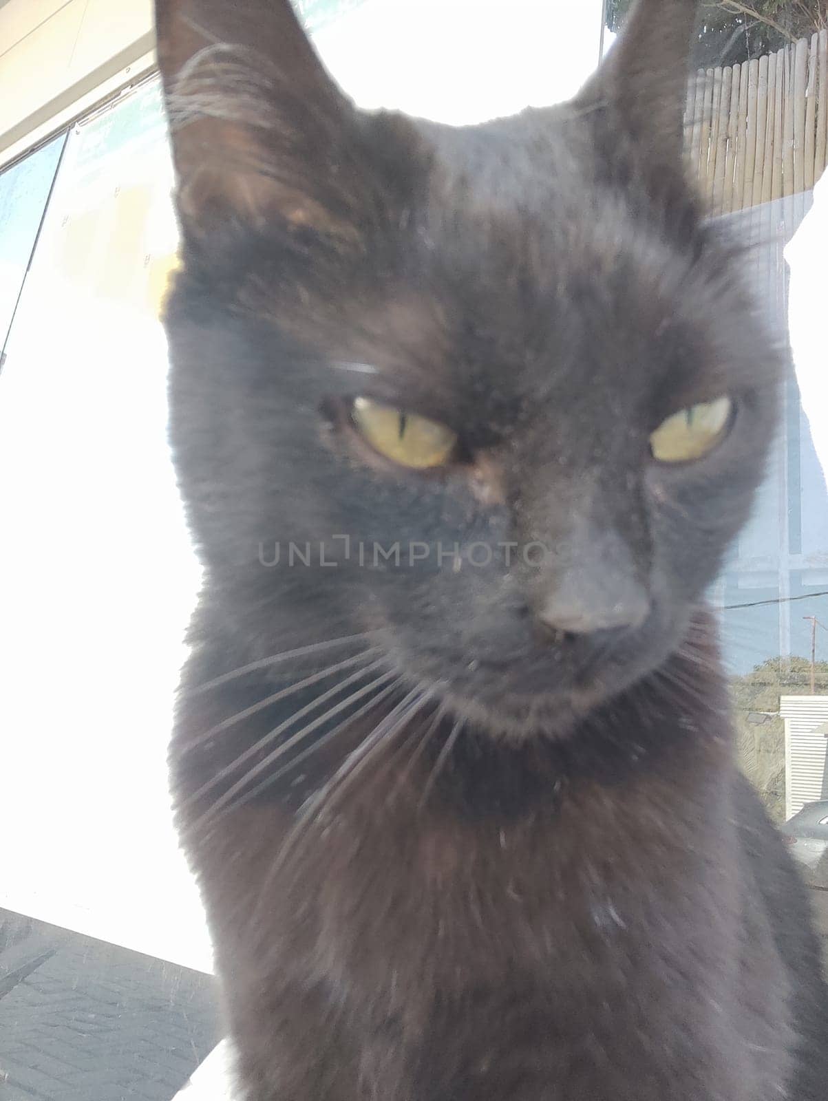 black cat portrait muzzle, animal, pet, cat breed, domestic animals. High quality photo