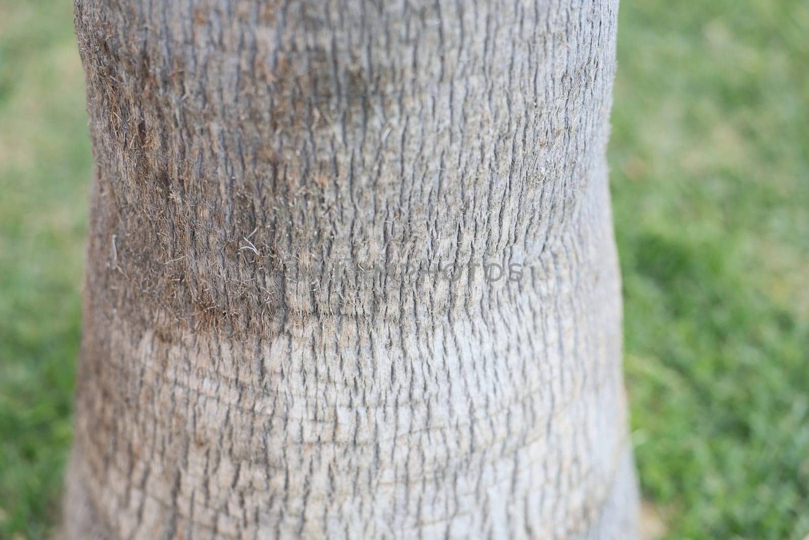 A detailed and closeup view of a tree trunk, showcasing its unique and intricate bark patterns and textures