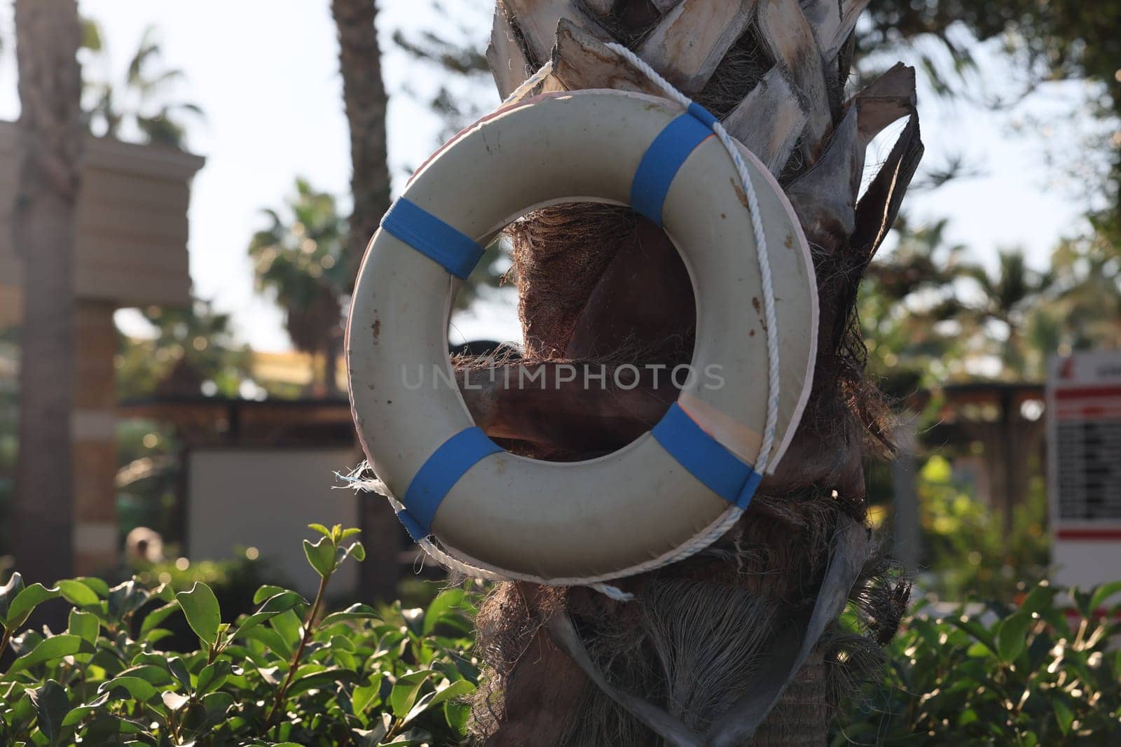A colorful lifebuoy is resting gently on a palm tree, beautifully capturing a serene and inviting tropical atmosphere