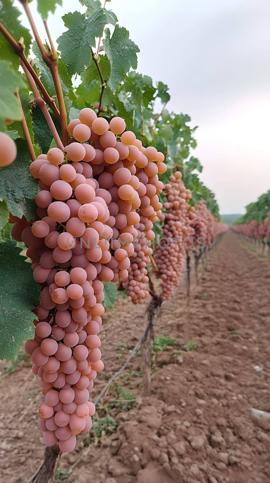 A vineyard with rows of lush grapevines laden with ripe, plump grapes, ready for harvest.