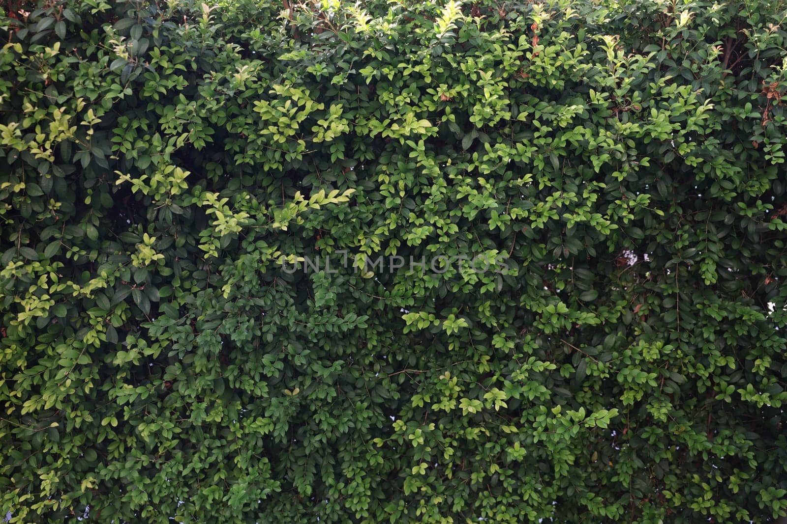 A dense and vibrant green hedge that provides a natural and beautiful backdrop suitable for various uses and purposes