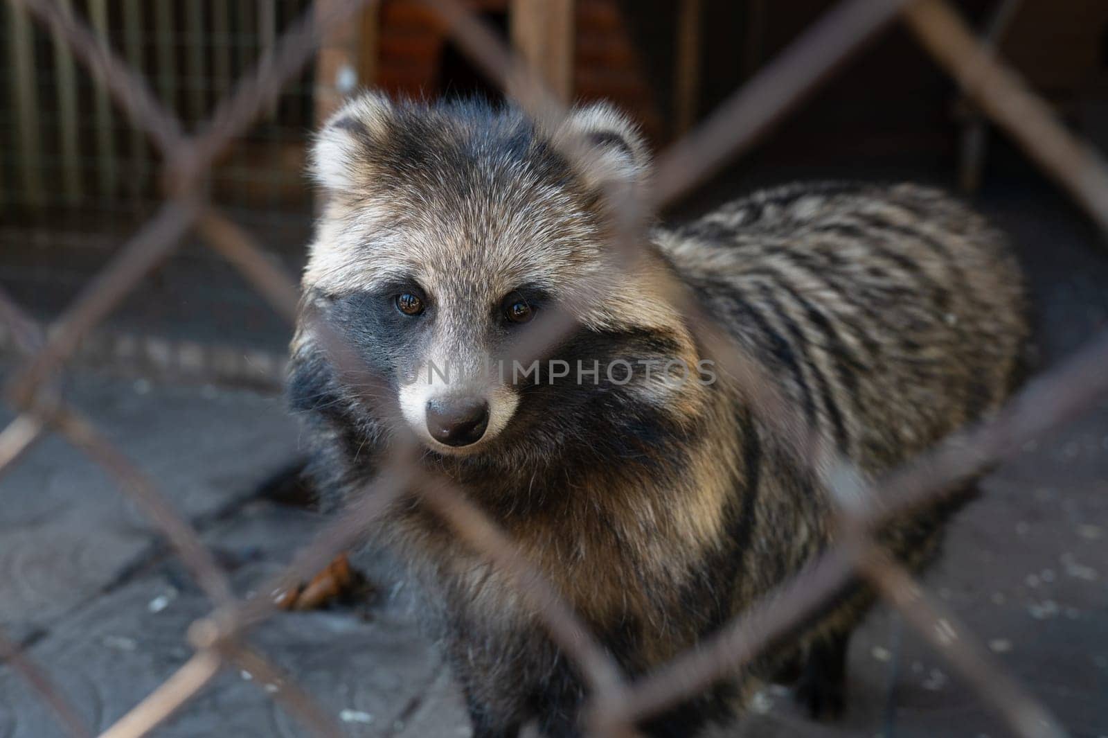 A raccoon dog behind bars at the zoo