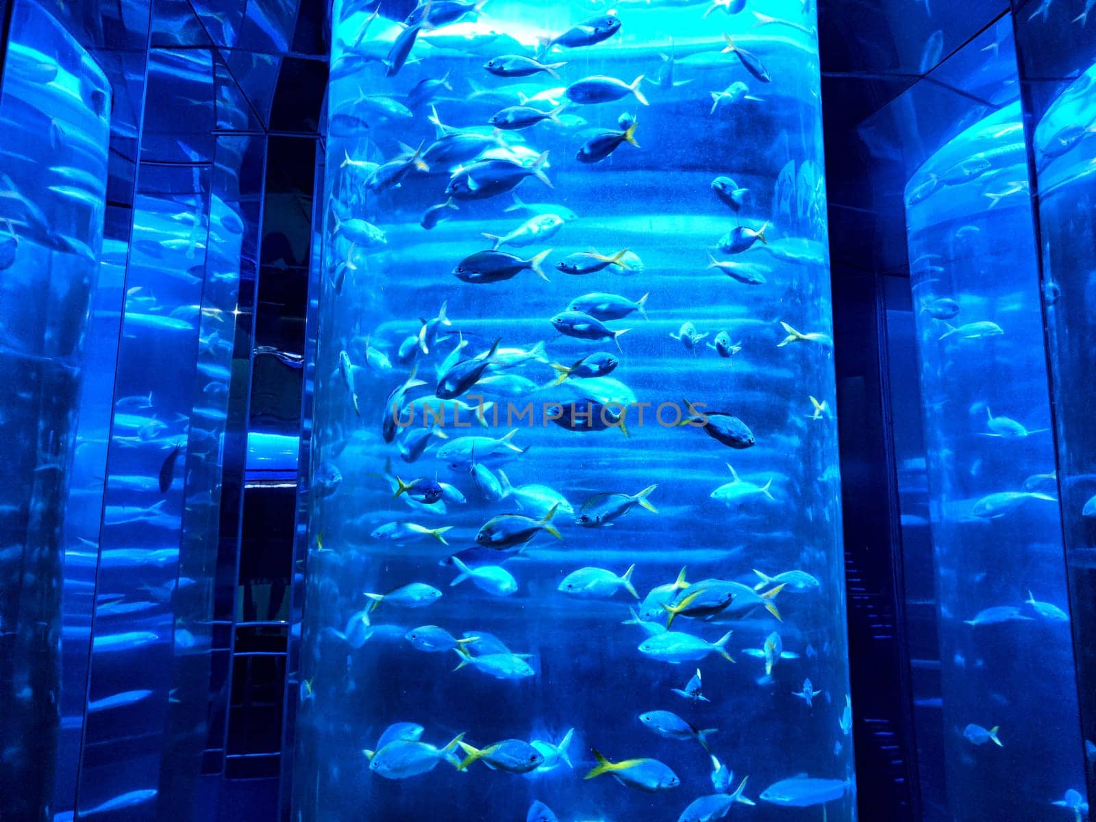 Colorful fish swim gracefully in a captivating aquarium, enhanced by glowing blue lights, creating a mesmerizing underwater experience.