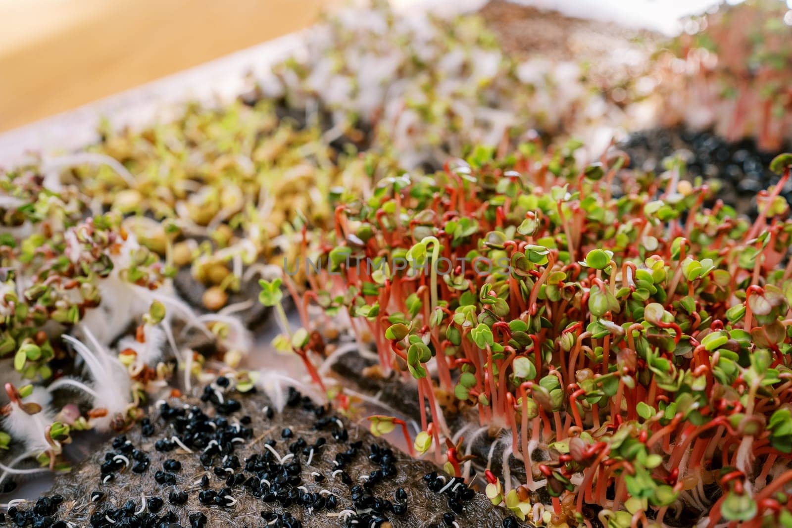 Red radish microgreens growing in a box next to sprouted onion seeds. High quality photo