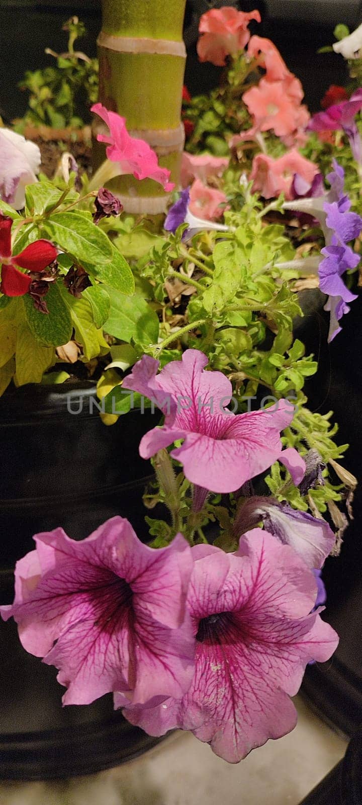 pink flowers, plants green leaves, nature flowerbed, background at night. High quality photo