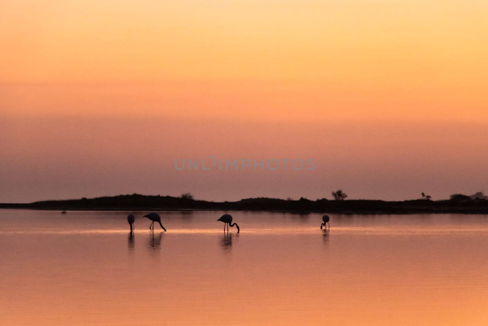 Silhouettes and reflections of flamingos as the sun sets, leavings wonderful pink and orange colours in the sky. Camargue, france