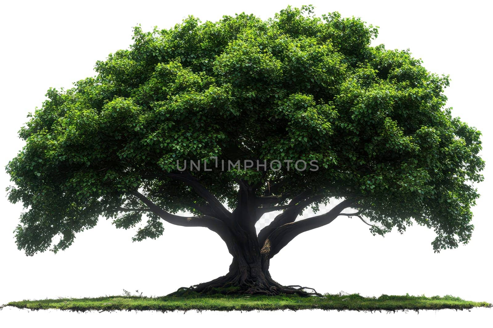 Tree with large, lush green leaves and thick branches, standing alone on a white background.