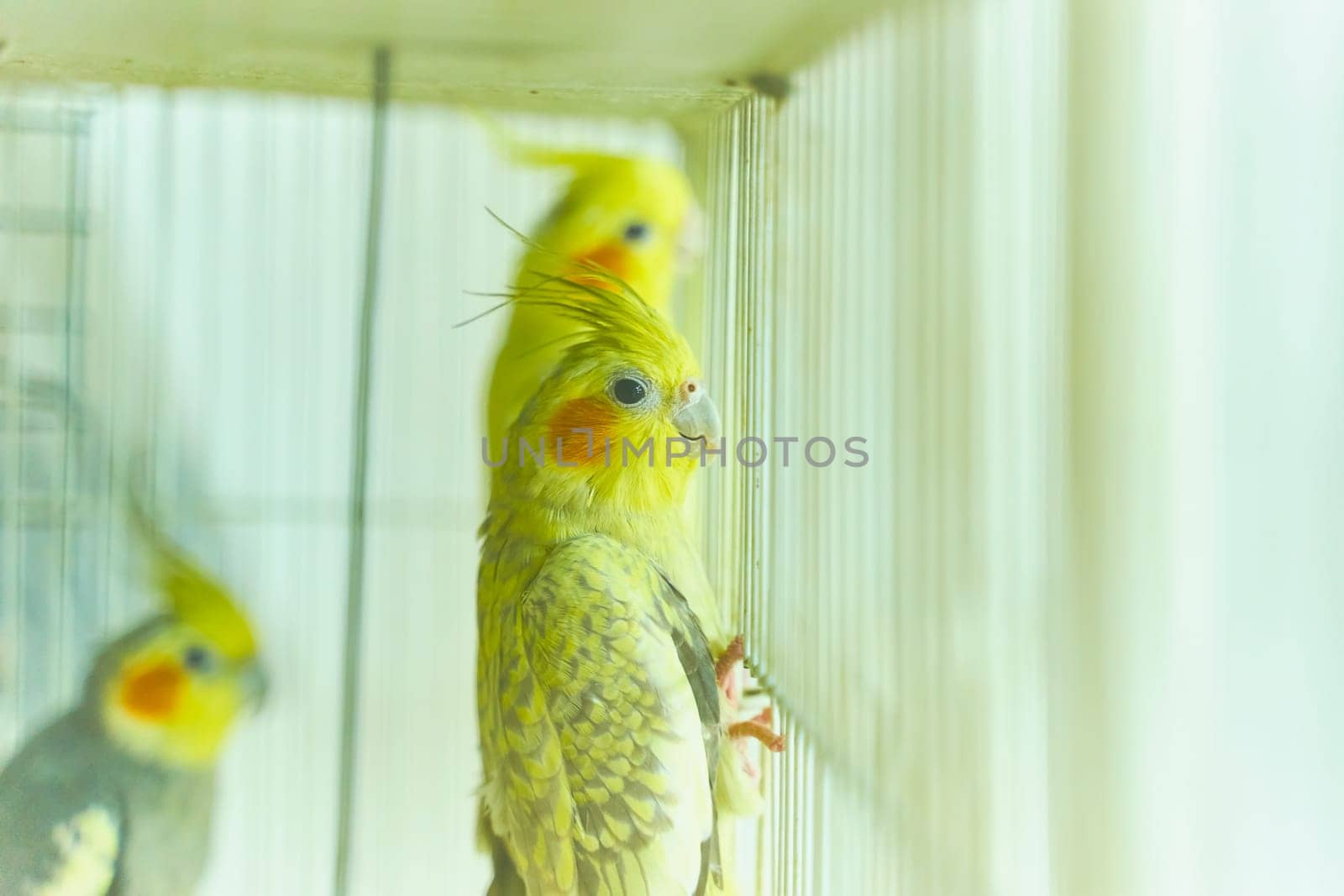 Yellow parrot Corella holding the edge of the cage next to other birds