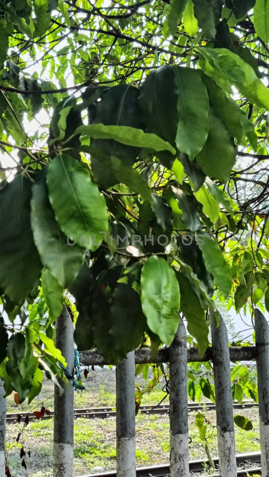 Lush green leaves create a canopy over a sturdy iron fence beside railroad tracks. The natural foliage contrasts with the industrial setting, evoking themes of nature meeting human infrastructure.