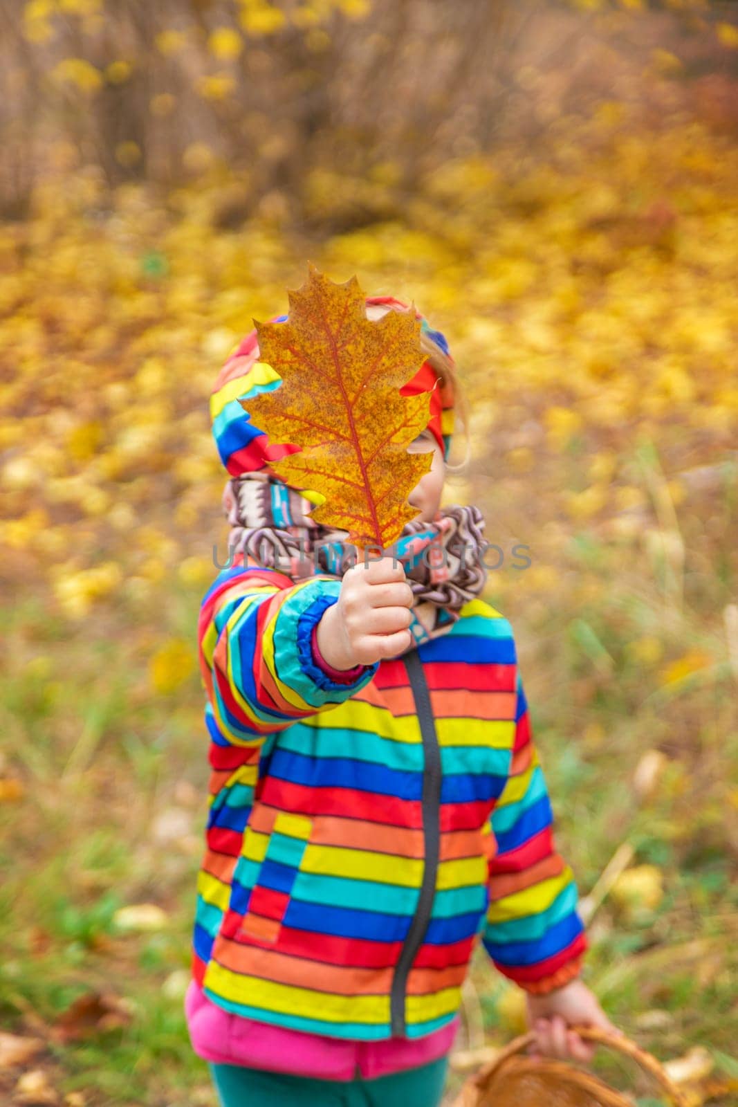Child in autumn forest. Selective focus. nature.