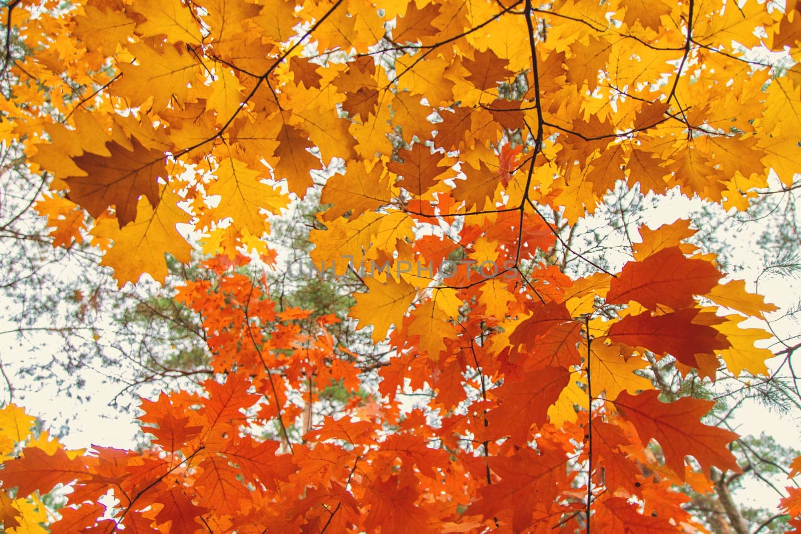 Autumn leaves on a tree. Selective focus. nature.