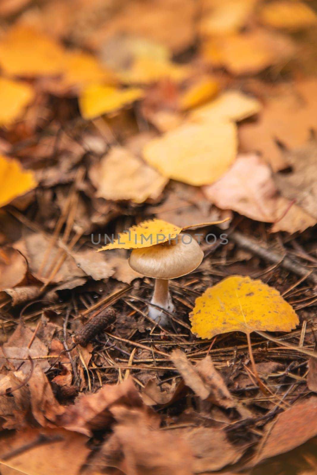 Bad mushrooms in the forest. Selective focus. nature.