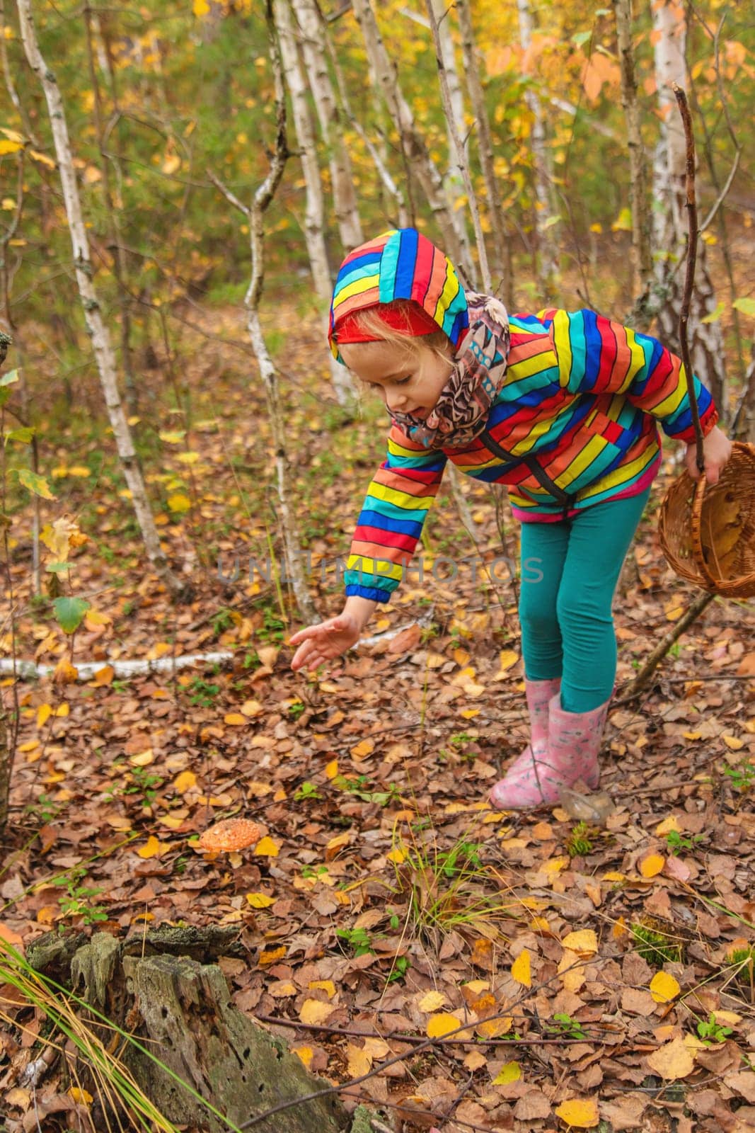 Child and fly agaric in the forest. Selective focus. nature.