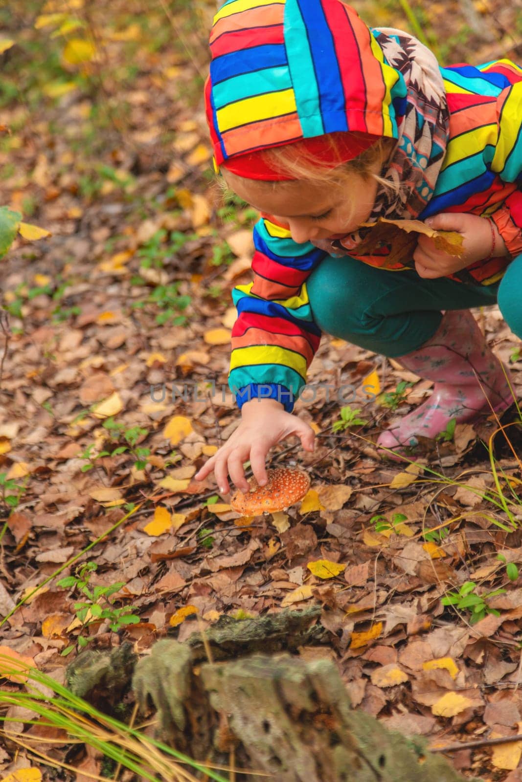 Child and fly agaric in the forest. Selective focus. nature.