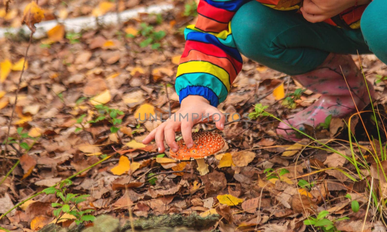 Child and fly agaric in the forest. Selective focus. nature.